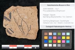 Foto (Objekt + Etikett) von Pinus palaeostrobus Ettingshausen (NHMW-GEO-2024-0188-8266)
